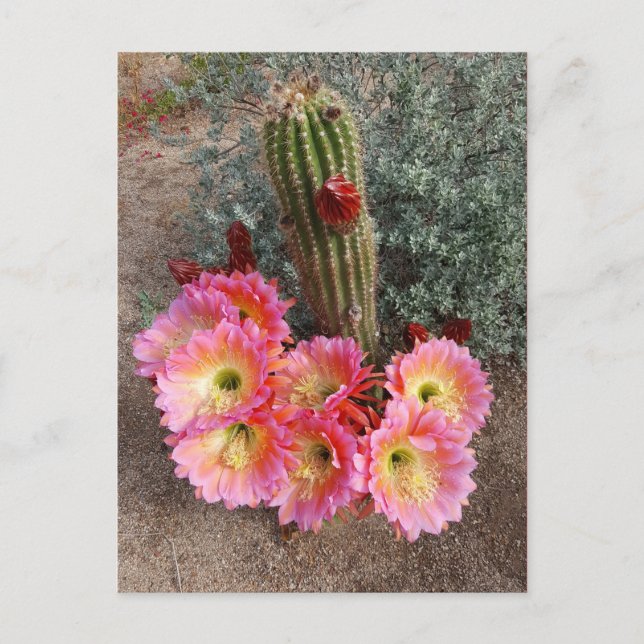 Cactus Blume Postcard Postkarte (Vorderseite)