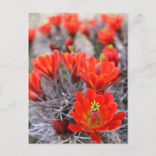 Cactus Blume Red Blooms Claret Cups Postkarte (Vorderseite)