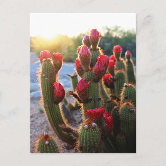 Cactus Blume Red Blooms Sunset Postkarte (Vorderseite)