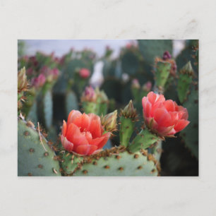 Cactus Blume Rosa Bloms Postkarte
