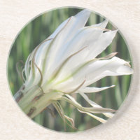 Cactus Blume Sandstone Untersetzer