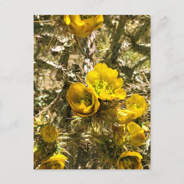 Cactus Blume Yellow Cholla Blooms Postkarte (Vorderseite)