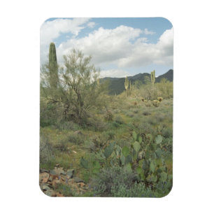 Cactus Coloring Decorative Wüstenmagnet Magnet