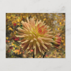 Cactus Dahlia Postcard Postkarte