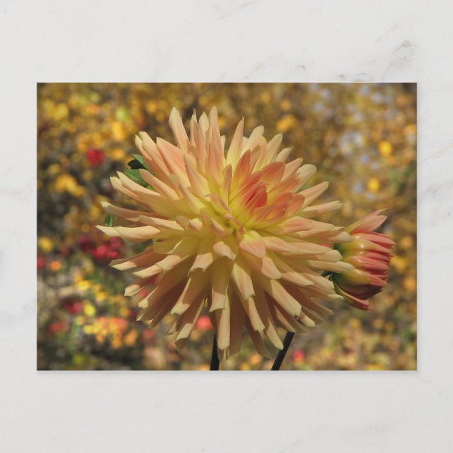Cactus Dahlia Postcard Postkarte (Vorderseite)