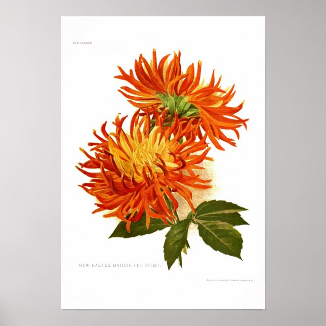 Cactus Dahlia Poster (Vorne)