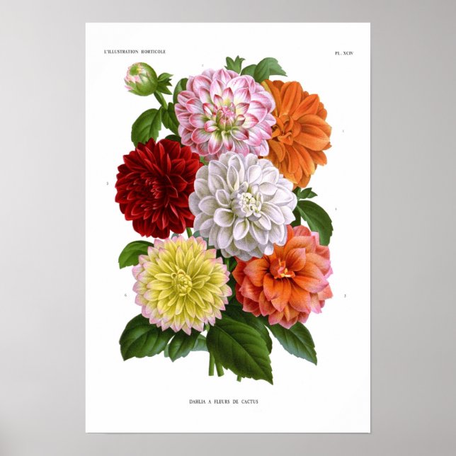 Cactus Dahlias Poster (Vorne)