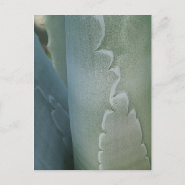 Cactus Detail Postcard Postkarte (Vorderseite)