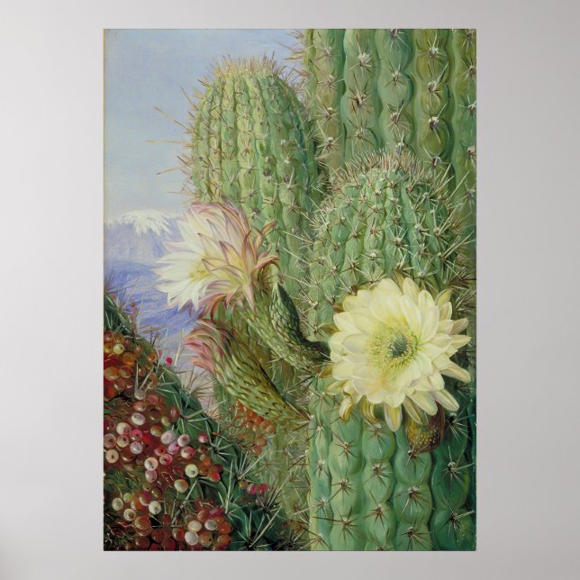 Cactus Exotic Landscape by Marianne North Poster (Vorne)