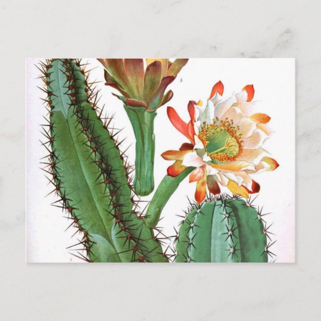 Cactus Family Vintag Botanical Print Postkarte (Vorderseite)