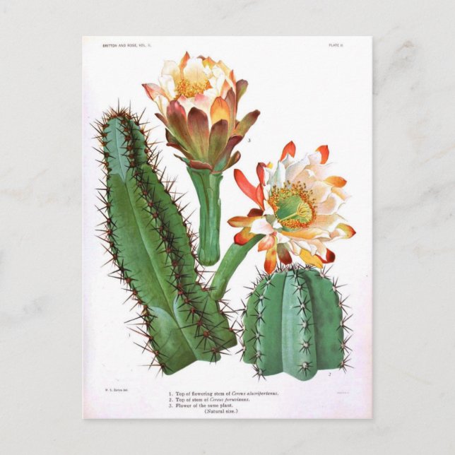 Cactus Family Vintag Botanical Print Postkarte (Vorderseite)