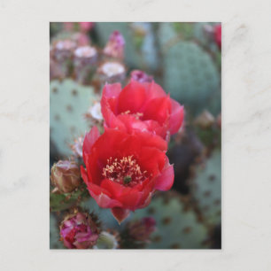 Cactus Flowers Deep Pink Blooms Postkarte