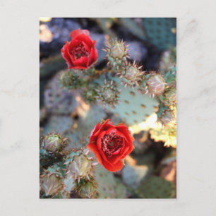 Cactus Flowers Red Blooms Postkarte