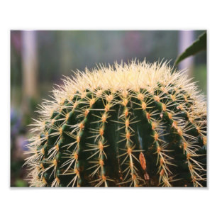 Cactus Foto Print
