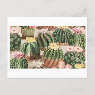 Cactus Garden Postcard Postkarte