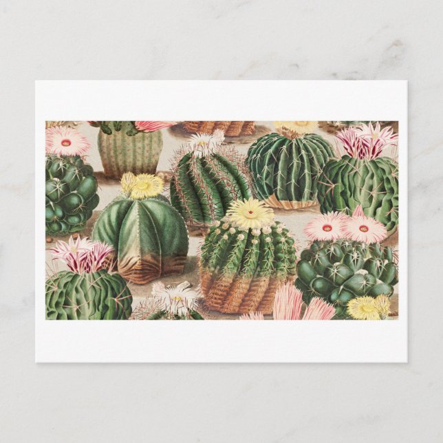 Cactus Garden Postcard Postkarte (Vorderseite)