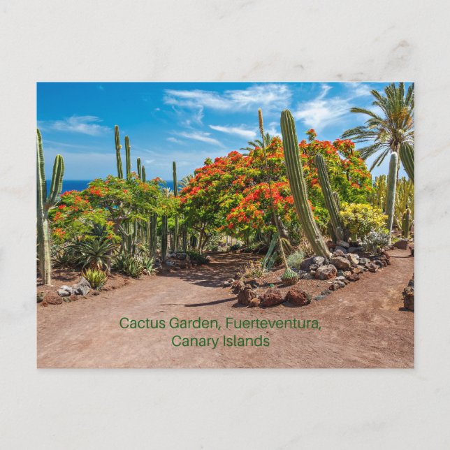 Cactus Garen, Fürteventura, Kanarische Inseln, Postkarte (Vorderseite)