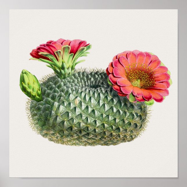 Cactus Illustration Poster (Vorne)