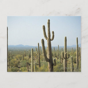 Cactus in Saguaro National Park , Arizona 2 Postkarte