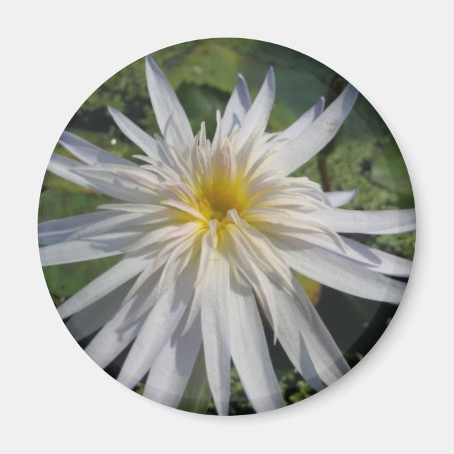 Cactus Jack Magnet (Vorne)