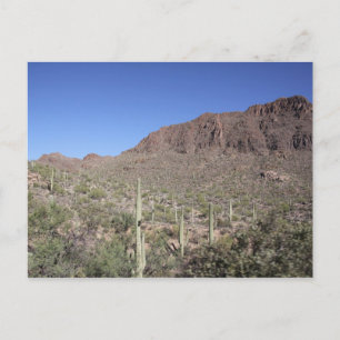 Cactus Landscape Postkarte
