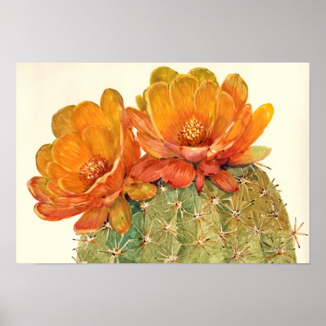 Cactus Orange Blossoms Poster (Vorne)