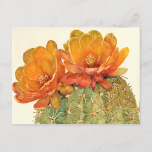 Cactus Orange Blossoms Postkarte