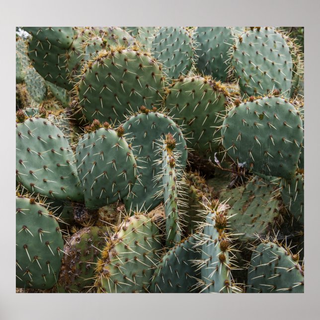 Cactus pattern: trendy Opuntia ficus-indica. Poster (Vorne)