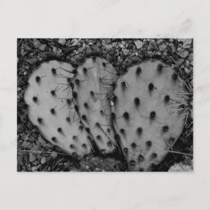 Cactus Portrait B/W Postkarte