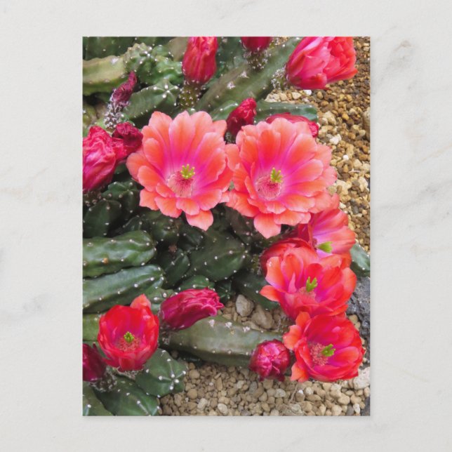 Cactus：Postcard Postkarte (Vorderseite)