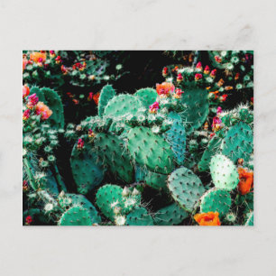 Cactus Postcard Postkarte