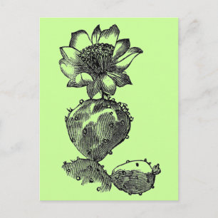 Cactus Postcard Postkarte