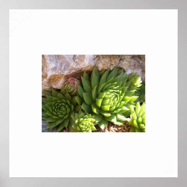 Cactus Poster (Vorne)