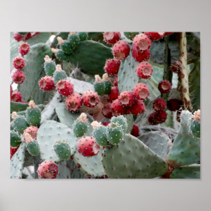 Cactus Red Fruit Foto Value Poster Paper