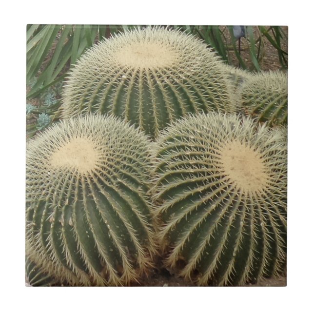 Cactus Small (4,25" x 4,25") Keramik Foto Tile Fliese (Vorderseite)