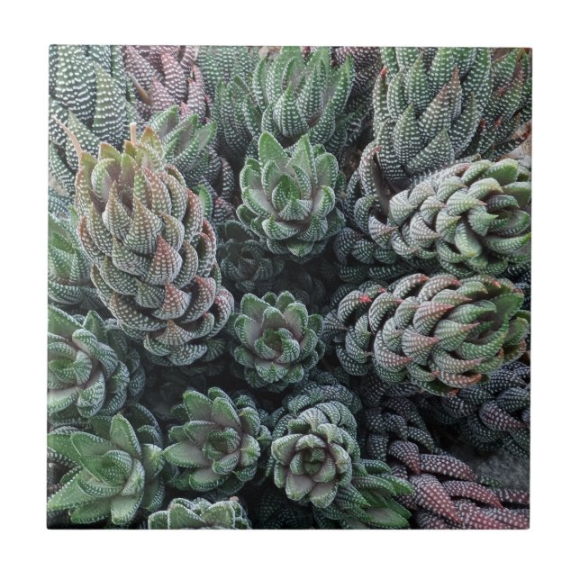 Cactus Small (4,25" x 4,25") Keramik Foto Tile Fliese (Vorderseite)