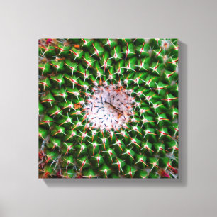 Cactus Spiral Leinwanddruck