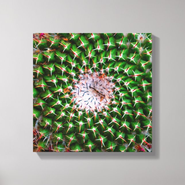 Cactus Spiral Leinwanddruck (Vorderseite)