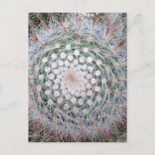 Cactus Spiral Postkarte