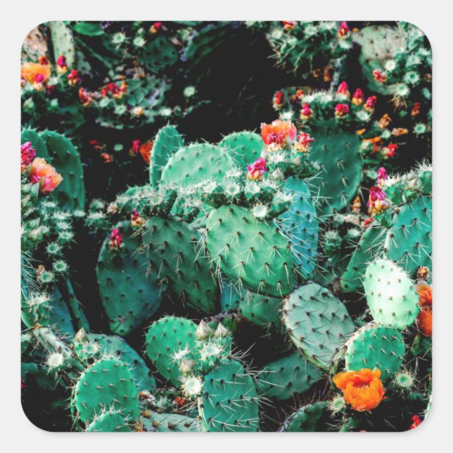 Cactus Square Sticker (Vorderseite)