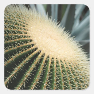 Cactus Sticker