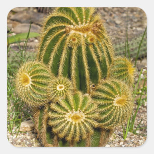 Cactus Sticker