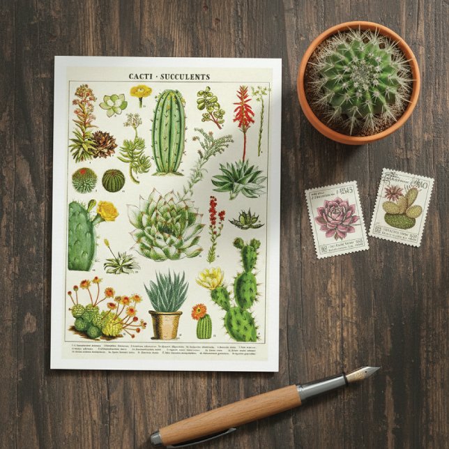 Cactus Succulents Botanical Illustration Postcard Postkarte (Von Creator hochgeladen)