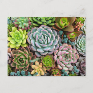 Cactus succulents postcard postkarte