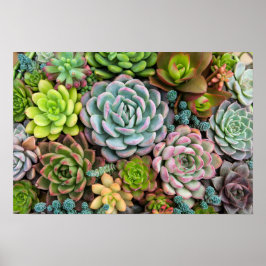 Cactus succulents poster