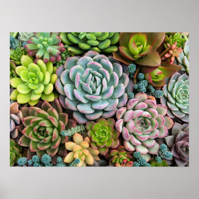 Cactus succulents poster (Vorne)