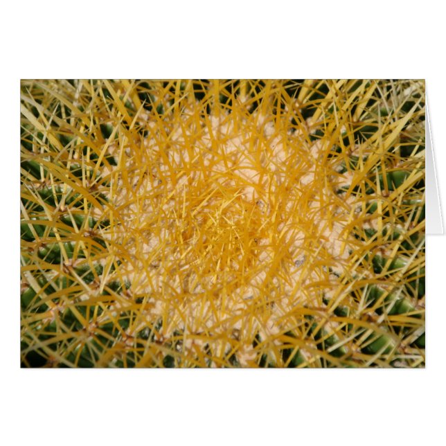 Cactus Sun (Vorderseite (Horizontal))