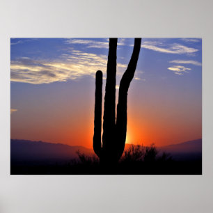 Cactus Sunset Poster