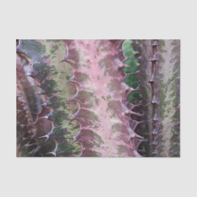 Cactus Tissue Paper Seidenpapier (Vorderseite)