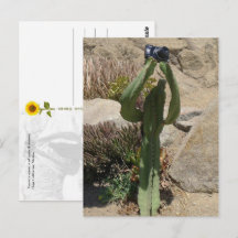 Cactus Tourist - Postkarte